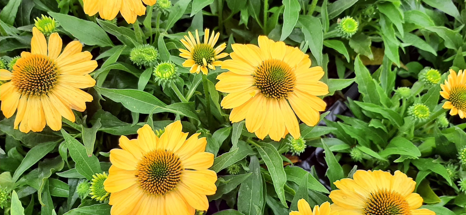 Echinacea Purpurea Tweety Kwekerij De Boever