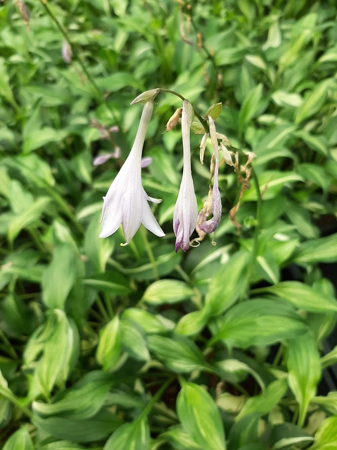 Hosta Undulata Mediovariegata Kwekerij De Boever