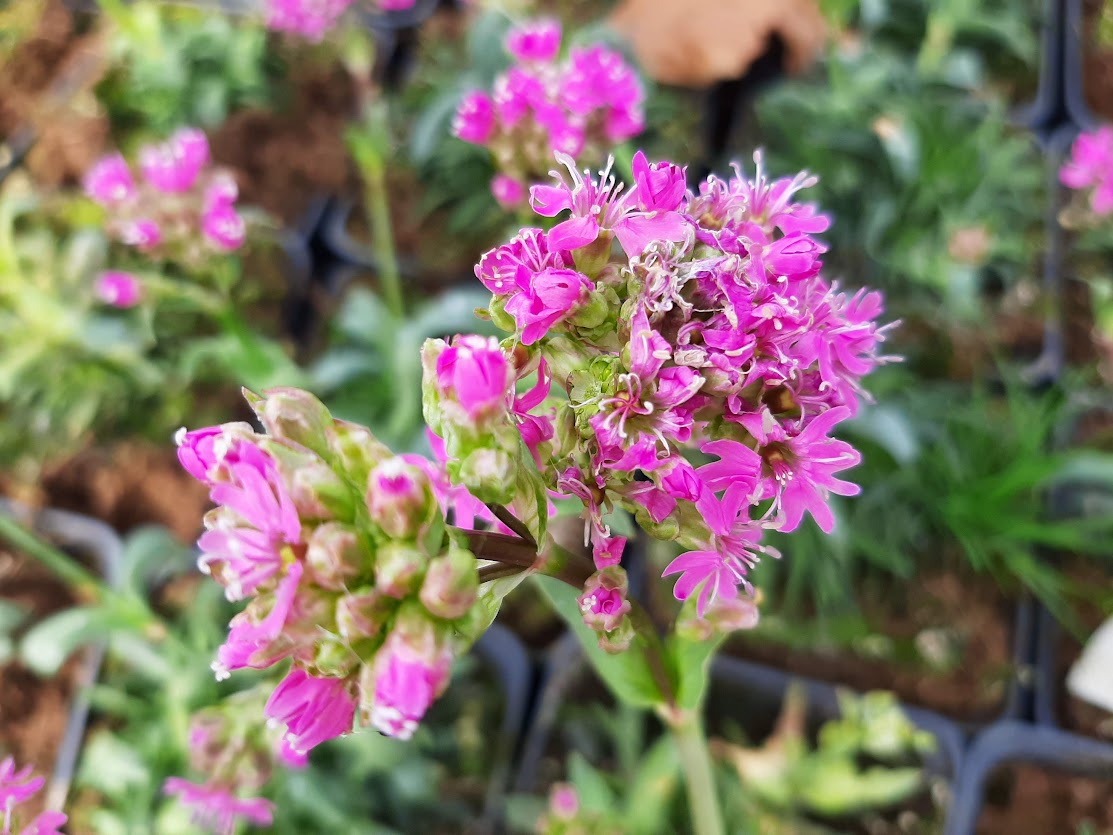 Lychnis Alpina Rosea Kwekerij De Boever