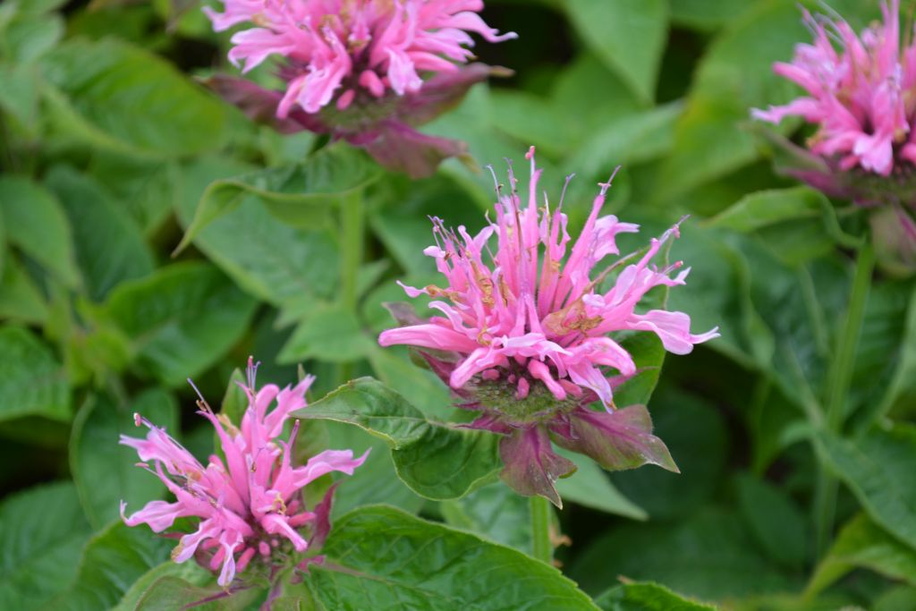 Monarda Hybride Twins Kwekerij De Boever