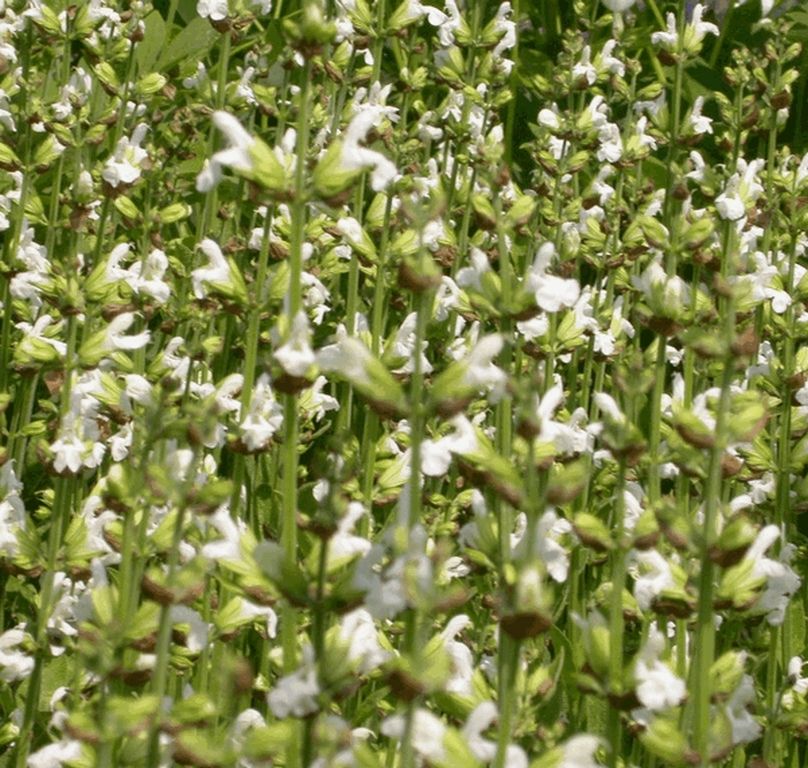 Salvia Officinalis Albiflora Kwekerij De Boever